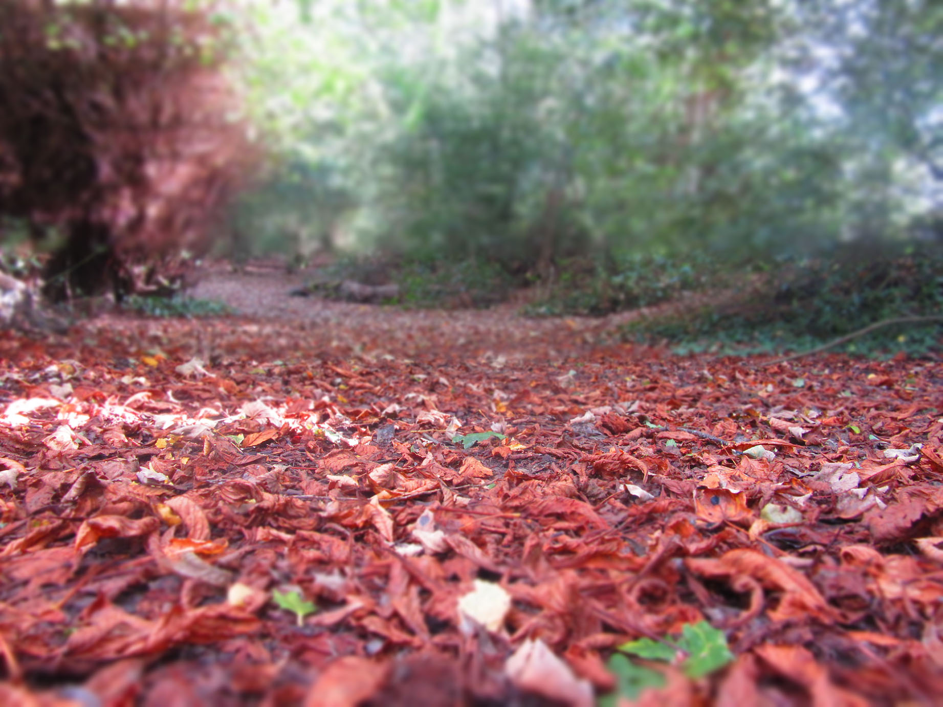 _autumn_stp_20141021_4051