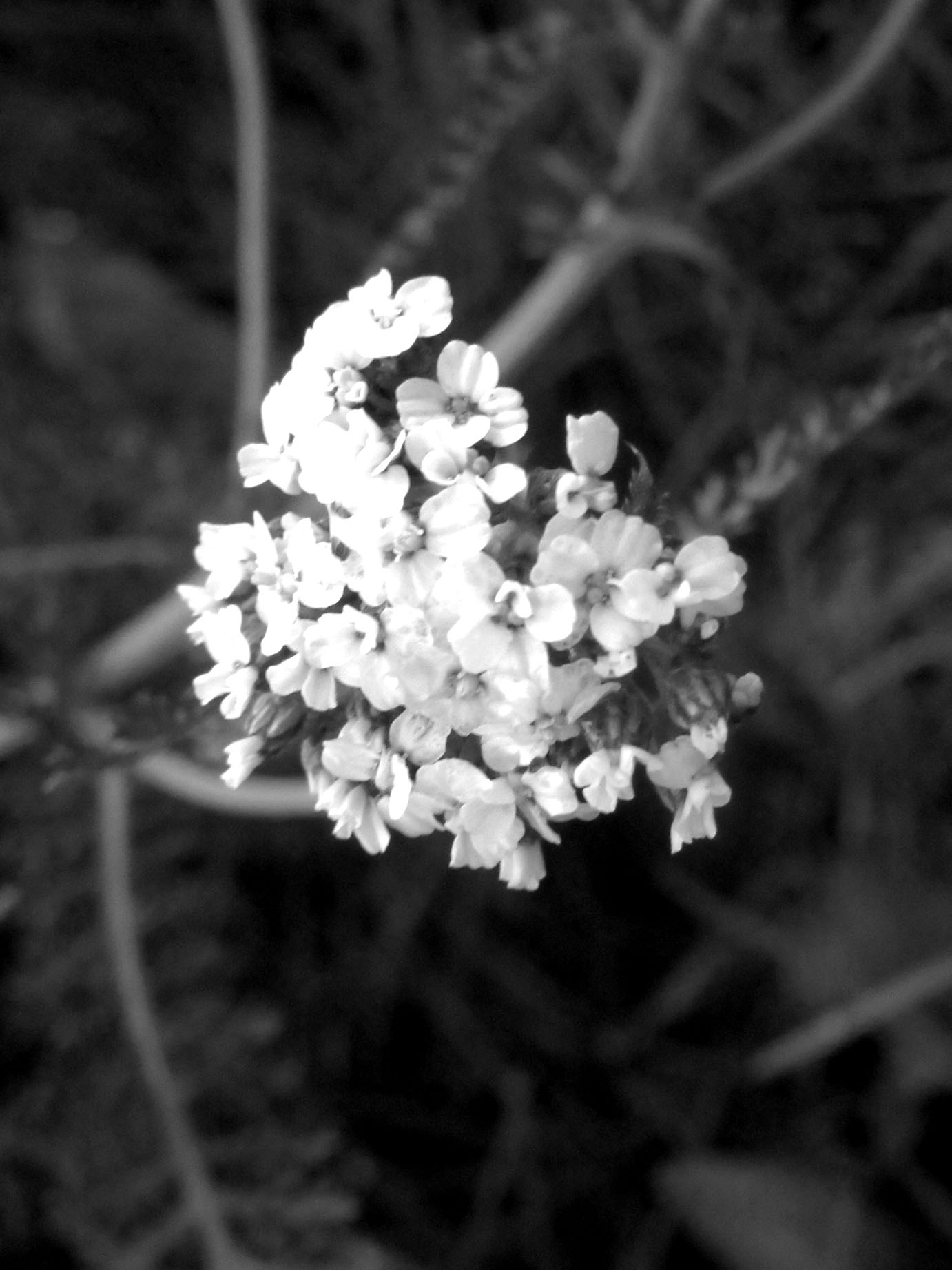 _bw_stp_20141118_3105