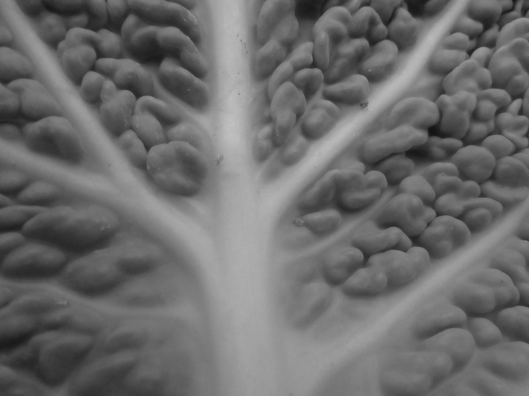 _fruit_stp_20141202_6926